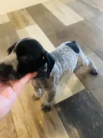 Star (Royal Blue)--Mags' & Finn's Rockstar Pedigree Litter, a female German Shorthaired Pointer for sale in Pasco, WA – 5 of 5