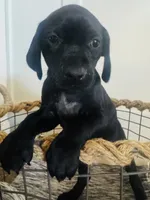 Lana Del Ray (Dark Purple)--Mags' & Finn's Rockstar Pedigree Litter, a female German Shorthaired Pointer for sale in Pasco, WA – 3 of 5
