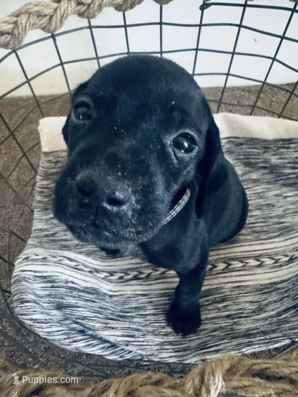 Angus (Black)--Mags' & Finn's Rockstar Pedigree Litter – German Shorthaired Pointer puppy for sale in Pasco, WA