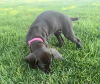 Reba (Purple)--Mags' & Finn's Rockstar GSP Pedigree Litter, a female German Shorthaired Pointer for sale in Pasco, WA – 7 of 10