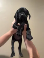 Lana Del Ray (Dark Purple)--Mags' & Finn's Rockstar Pedigree Litter, a female German Shorthaired Pointer for sale in Pasco, WA – 4 of 5