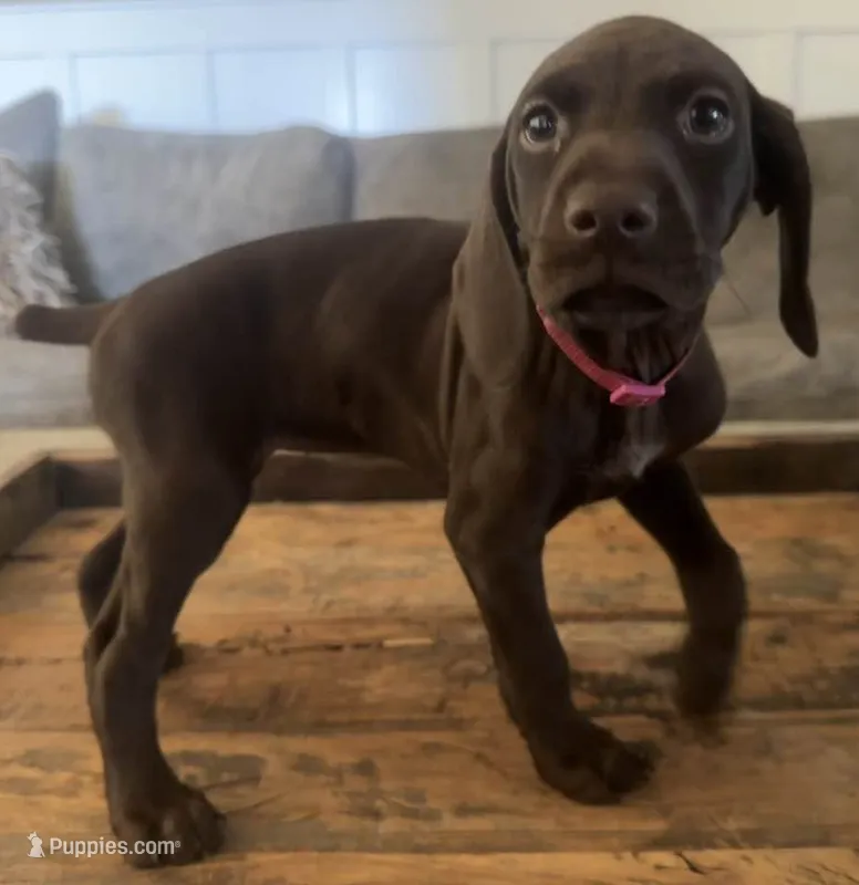 Reba--Mags' & Finn's Rockstar Pedigree Litter – German Shorthaired Pointer puppy for sale in Pasco, WA
