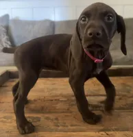 Reba (Purple)--Mags' & Finn's Rockstar GSP Pedigree Litter, a female German Shorthaired Pointer for sale in Pasco, WA – 4 of 10