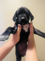 Dolly (Bright Pink)--Mags' & Finn's Rockstar Pedigree Litter, a female German Shorthaired Pointer for sale in Pasco, WA – 3 of 5
