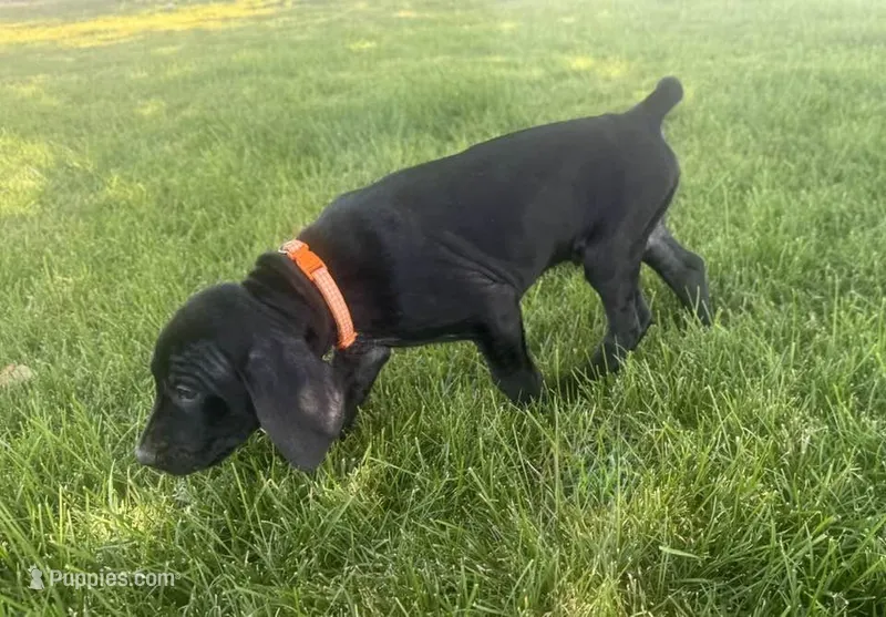Ozzy (Orange)--Mags' & Finn's Rockstar Pedigree Litter – German Shorthaired Pointer puppy for sale in Pasco, WA