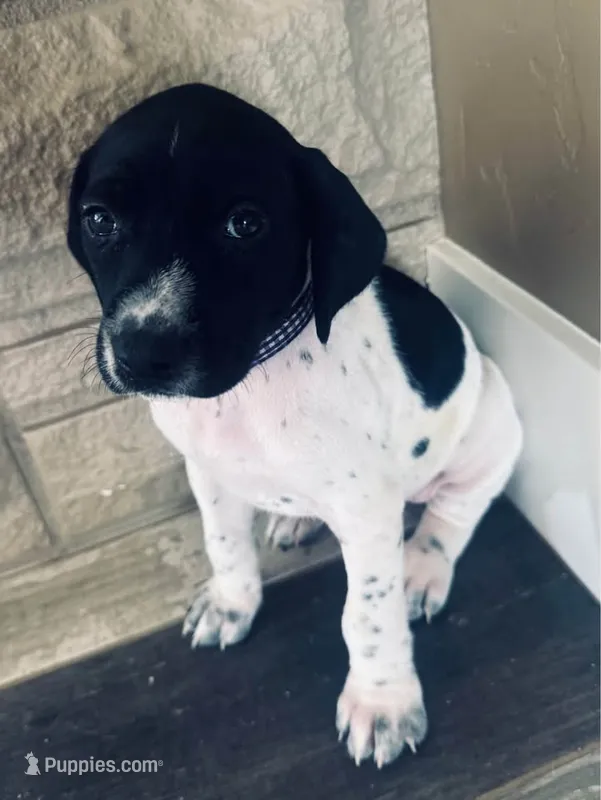 Miley (Purple)--Mags' & Finn's Rockstar Pedigree Litter – German Shorthaired Pointer puppy for sale in Pasco, WA