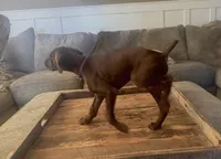 Reba (liver female)--Mags' & Finn's Rockstar GSP Pedigree Litter, a female German Shorthaired Pointer for sale in Pasco, WA – 8 of 10