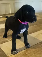 Dolly (Bright Pink)--Mags' & Finn's Rockstar Pedigree Litter, a female German Shorthaired Pointer for sale in Pasco, WA – 5 of 5