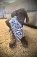 Reba (liver female)--Mags' & Finn's Rockstar GSP Pedigree Litter, a female German Shorthaired Pointer for sale in Pasco, WA – 7 of 10
