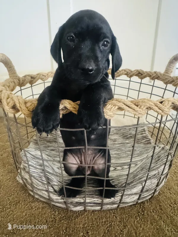 Mags' & Finn's Rockstar Pedigree Litter--Ozzy (Orange) – German Shorthaired Pointer puppy for sale in Pasco, WA