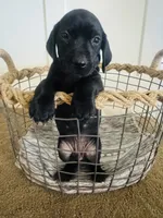 Mags' & Finn's Rockstar Pedigree Litter--Ozzy (Orange), a male German Shorthaired Pointer for sale in Pasco, WA – 1 of 4