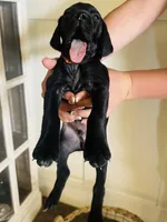 Mags' & Finn's Rockstar Pedigree Litter--Ozzy (Orange), a male German Shorthaired Pointer for sale in Pasco, WA – 2 of 4