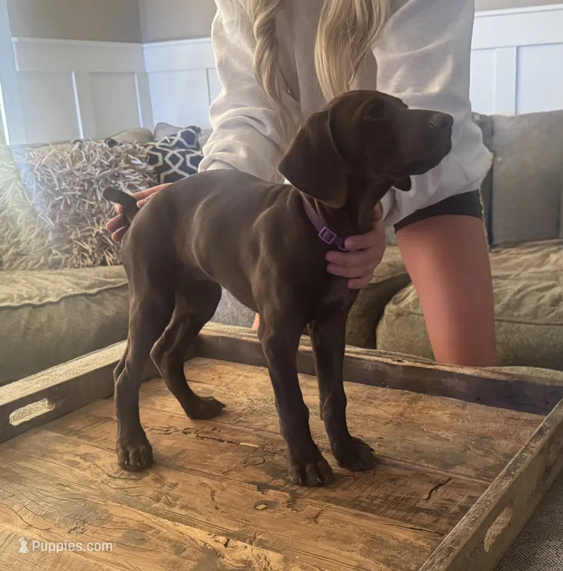 Reba (liver female)--Mags' & Finn's Rockstar GSP Pedigree Litter – German Shorthaired Pointer puppy for sale in Pasco, WA