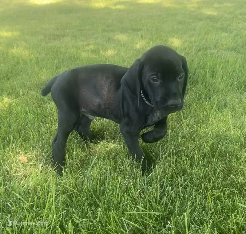 Angus (Black)--Mags' & Finn's Rockstar Pedigree Litter – German Shorthaired Pointer puppy for sale in Pasco, WA