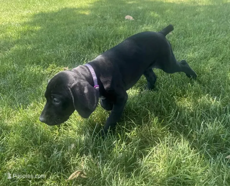 Lana Del Ray (Dark Purple)--Mags' & Finn's Rockstar Pedigree Litter – German Shorthaired Pointer puppy for sale in Pasco, WA