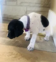 Mags' & Finn's Rockstar Pedigree Litter--Miley (Purple), a female German Shorthaired Pointer for sale in Pasco, WA – 3 of 5