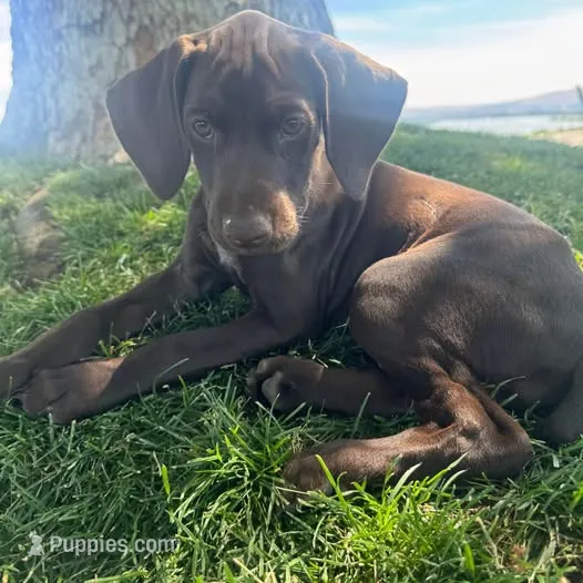 Reba (Purple)--Mags' & Finn's Rockstar GSP Pedigree Litter – German Shorthaired Pointer puppy for sale in Pasco, WA