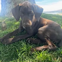 Reba (Purple)--Mags' & Finn's Rockstar GSP Pedigree Litter, a female German Shorthaired Pointer for sale in Pasco, WA – 1 of 10