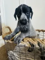 Star (Royal Blue)--Mags' & Finn's Rockstar Pedigree Litter, a female German Shorthaired Pointer for sale in Pasco, WA – 3 of 5
