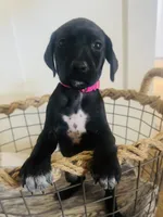 Dolly (Bright Pink)--Mags' & Finn's Rockstar Pedigree Litter, a female German Shorthaired Pointer for sale in Pasco, WA – 2 of 5