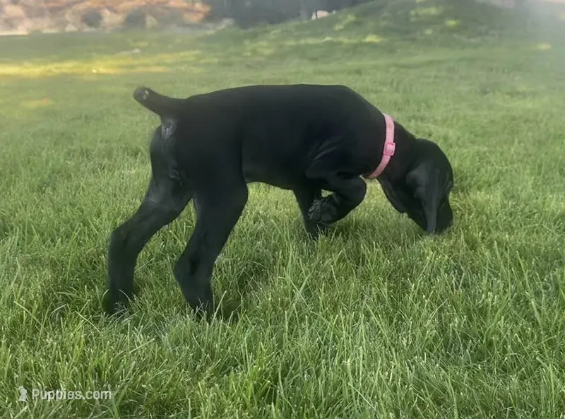 Dolly (Pink)--Mags' & Finn's Rockstar GSP Pedigree Litter – German Shorthaired Pointer puppy for sale in Pasco, WA