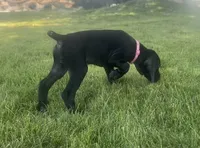 Dolly (Pink)--Mags' & Finn's Rockstar GSP Pedigree Litter, a female German Shorthaired Pointer for sale in Pasco, WA – 1 of 9