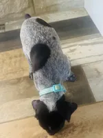 Mags' & Finn's Rockstar Pedigree Litter--Kesha (Turquoise), a female German Shorthaired Pointer for sale in Pasco, WA – 3 of 3