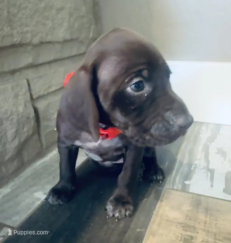 Madonna (Maroon)--Mags' & Finn's Rockstar Pedigree Litter – German Shorthaired Pointer puppy for sale in Pasco, WA