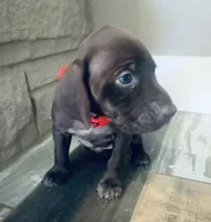 Madonna (Maroon)--Mags' & Finn's Rockstar Pedigree Litter, a female German Shorthaired Pointer for sale in Pasco, WA – 1 of 4