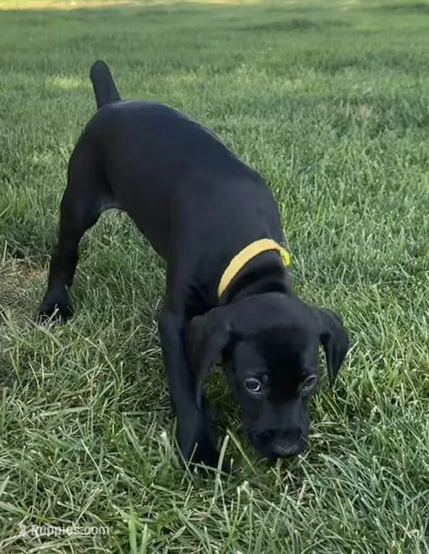 Mandy (Yellow)--Mags' & Finn's Rockstar Pedigree Litter – German Shorthaired Pointer puppy for sale in Pasco, WA