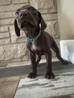 Reba (Dark Green)--Mags' & Finn's Rockstar Pedigree Litter, a female German Shorthaired Pointer for sale in Pasco, WA – 4 of 4