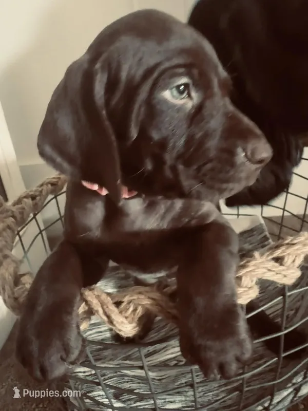 Gwen--Mags' & Finn's Rockstar Pedigree Litter – German Shorthaired Pointer puppy for sale in Pasco, WA