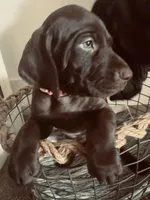 Gwen--Mags' & Finn's Rockstar Pedigree Litter, a female German Shorthaired Pointer for sale in Pasco, WA – 1 of 7