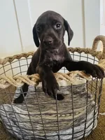 Reba (Dark Green)--Mags' & Finn's Rockstar Pedigree Litter, a female German Shorthaired Pointer for sale in Pasco, WA – 2 of 4