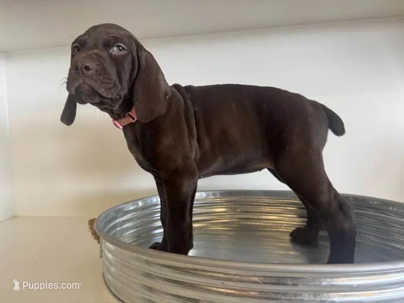 Gwen--Mags' & Finn's Rockstar Pedigree Litter – German Shorthaired Pointer puppy for sale in Pasco, WA