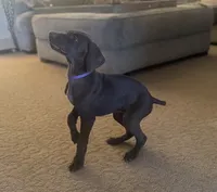 Reba (liver female)--Mags' & Finn's Rockstar GSP Pedigree Litter, a female German Shorthaired Pointer for sale in Pasco, WA – 6 of 10