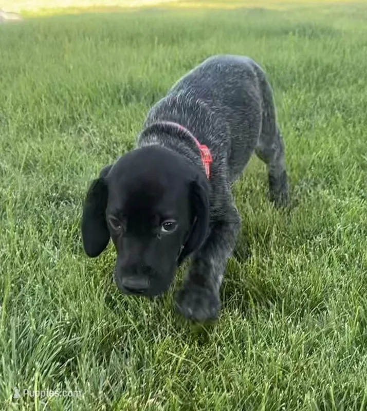 Axl Rose (Red)--Mags' & Finn's Rockstar Pedigree Litter – German Shorthaired Pointer puppy for sale in Pasco, WA