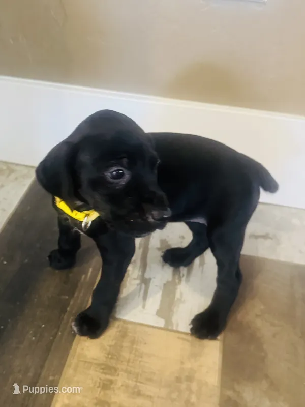 Mags' & Finn's Rockstar Pedigree Litter--Mandy (Yellow) – German Shorthaired Pointer puppy for sale in Pasco, WA