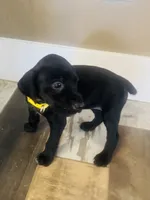 Mags' & Finn's Rockstar Pedigree Litter--Mandy (Yellow), a female German Shorthaired Pointer for sale in Pasco, WA – 1 of 5
