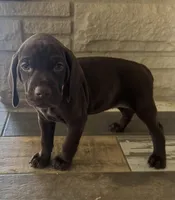Reba--Mags' & Finn's Rockstar Pedigree Litter, a female German Shorthaired Pointer for sale in Pasco, WA – 1 of 5