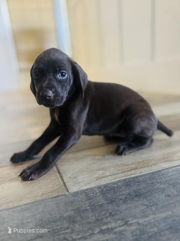 Reba (Dark Green)--Mags' & Finn's Rockstar Pedigree Litter – German Shorthaired Pointer puppy for sale in Pasco, WA