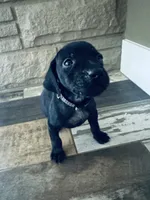 Angus (Black)--Mags' & Finn's Rockstar Pedigree Litter, a male German Shorthaired Pointer for sale in Pasco, WA – 2 of 2