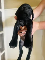 Mags' & Finn's Rockstar Pedigree Litter--Ozzy (Orange), a male German Shorthaired Pointer for sale in Pasco, WA – 3 of 4