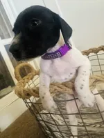 Mags' & Finn's Rockstar Pedigree Litter--Miley (Purple), a female German Shorthaired Pointer for sale in Pasco, WA – 1 of 5