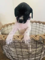Mags' & Finn's Rockstar Pedigree Litter--Miley (Purple), a female German Shorthaired Pointer for sale in Pasco, WA – 4 of 5