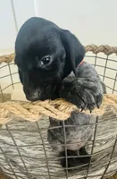 Mags' & Finn's Rockstar Pedigree Litter--Axl Rose (Red), a male German Shorthaired Pointer for sale in Pasco, WA – 3 of 5