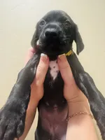 Mags' & Finn's Rockstar Pedigree Litter--Mandy (Yellow), a female German Shorthaired Pointer for sale in Pasco, WA – 3 of 5
