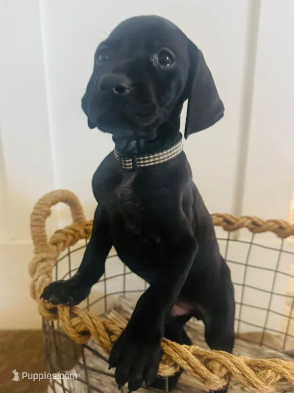 Angus (Black)--Mags' & Finn's Rockstar Pedigree Litter – German Shorthaired Pointer puppy for sale in Pasco, WA