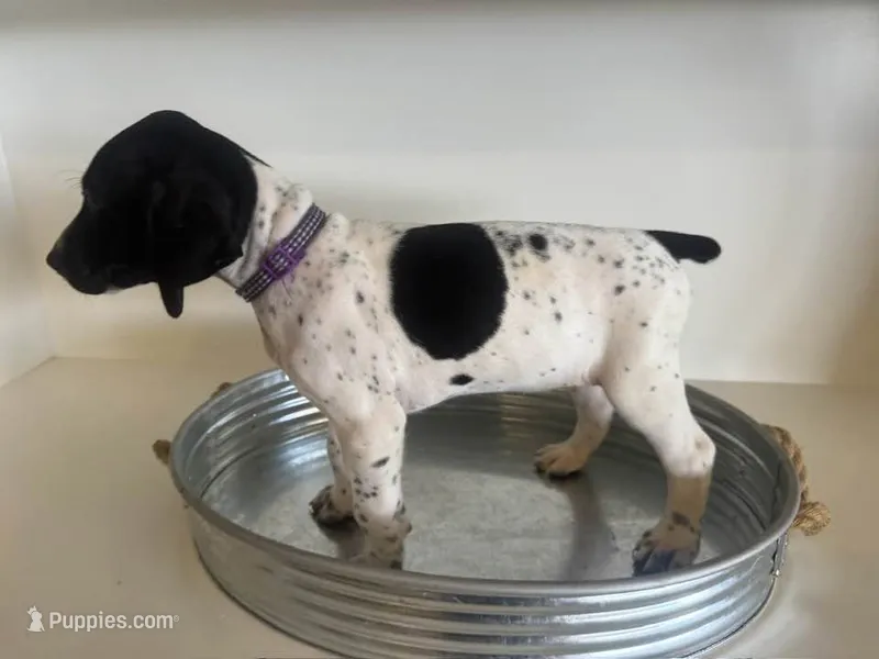Miley (Purple)--Mags' & Finn's Rockstar Pedigree Litter – German Shorthaired Pointer puppy for sale in Pasco, WA