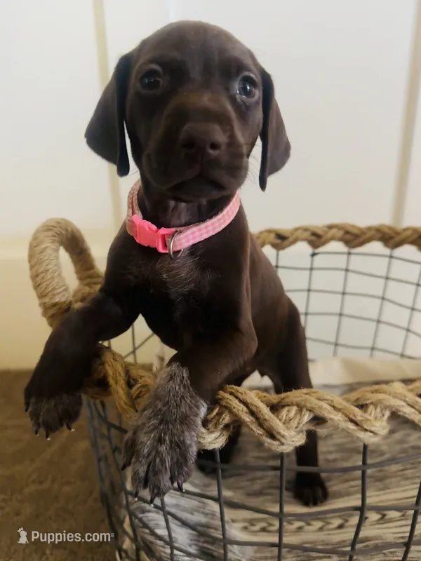 Mags' & Finn's Rockstar Pedigree Litter--Lainey (Light Pink) – German Shorthaired Pointer puppy for sale in Pasco, WA